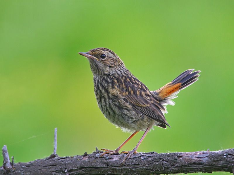luscinia svecica, варакушка, Варакушонок.photo preview