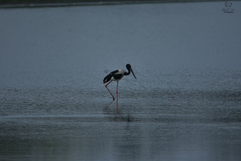 Poser фото превью