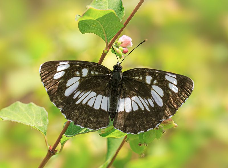 насекомые, бабочка, нимфалида, пеструшка, таволговая, лето, июль Пеструшка фото превью