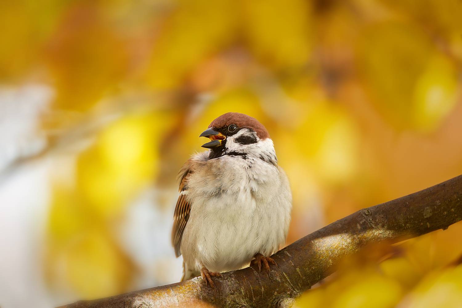 Воробей. Автор: Корнеев Алексей , Корнеев Алексей