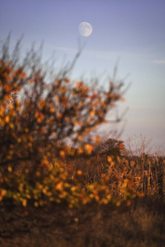 steppe, don, sunset, moon, landscape, bokeh, grass, autumn, Степи.photo preview