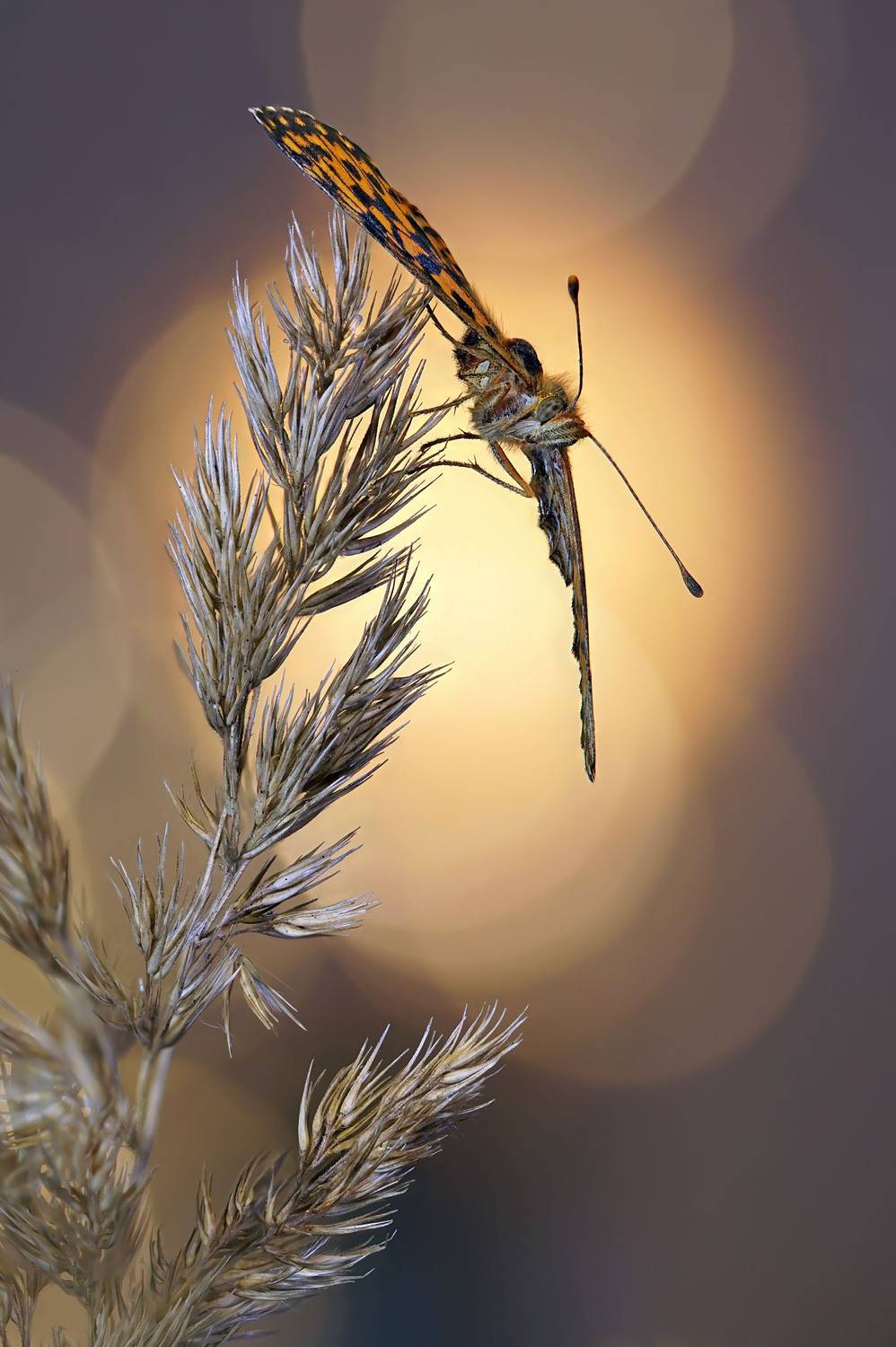 Бабочка, Чепленко Алексей