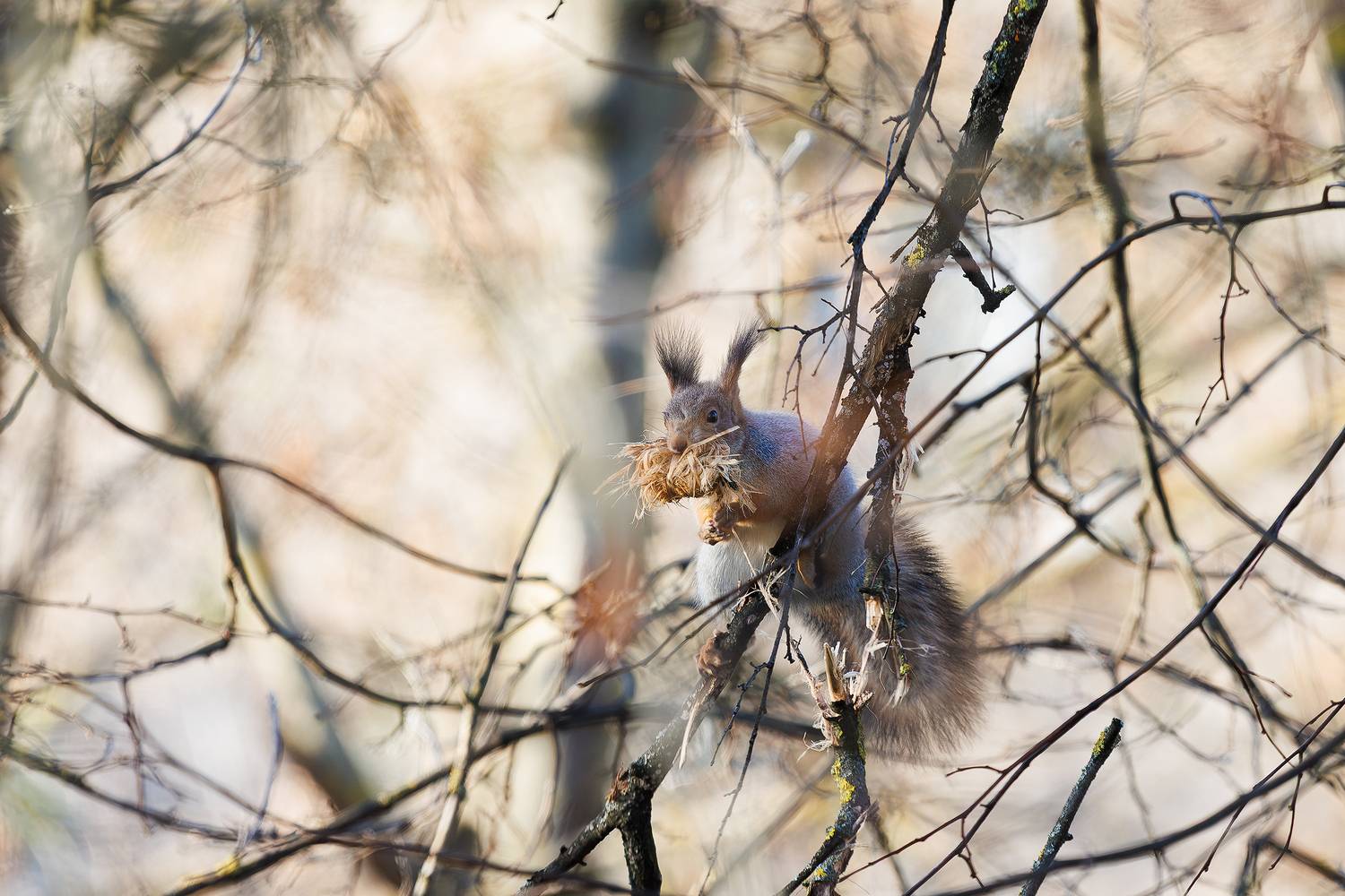 белка, Кочкин Владимир