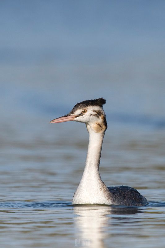 Большая поганка фото превью