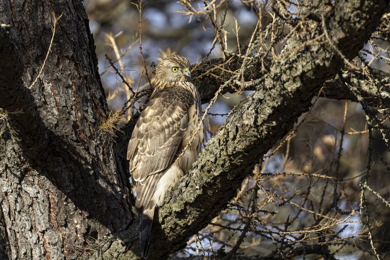 ястреб тетеревятник, ястреб, тетеревятник, птицы, ястреб-тетеревятник, хищники, хищная птица. hawk, birds, goshawk Спрятавшийся тетеревятникphoto preview