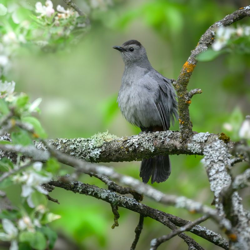 Gray catbirdphoto preview