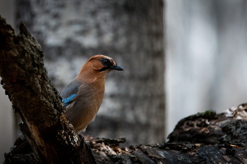 сойка, птица портрет сойки фото превью
