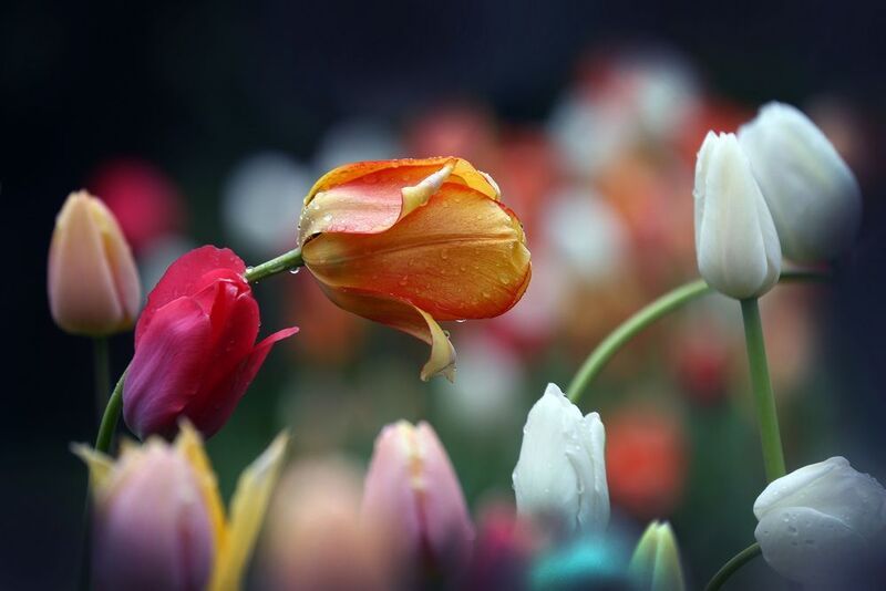 тюльпаныphoto preview