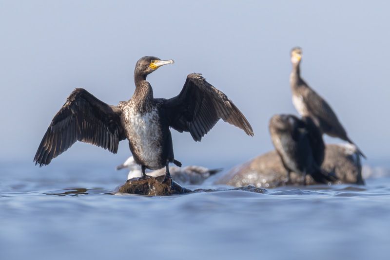 баклан, птицы photo preview