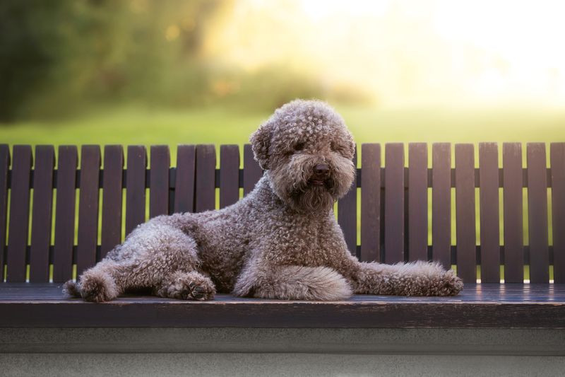 Собака парк В лучах уходящего летаphoto preview