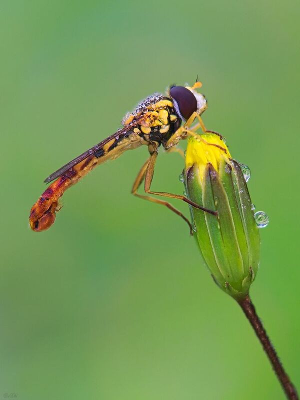 журчалка #муха8photo preview