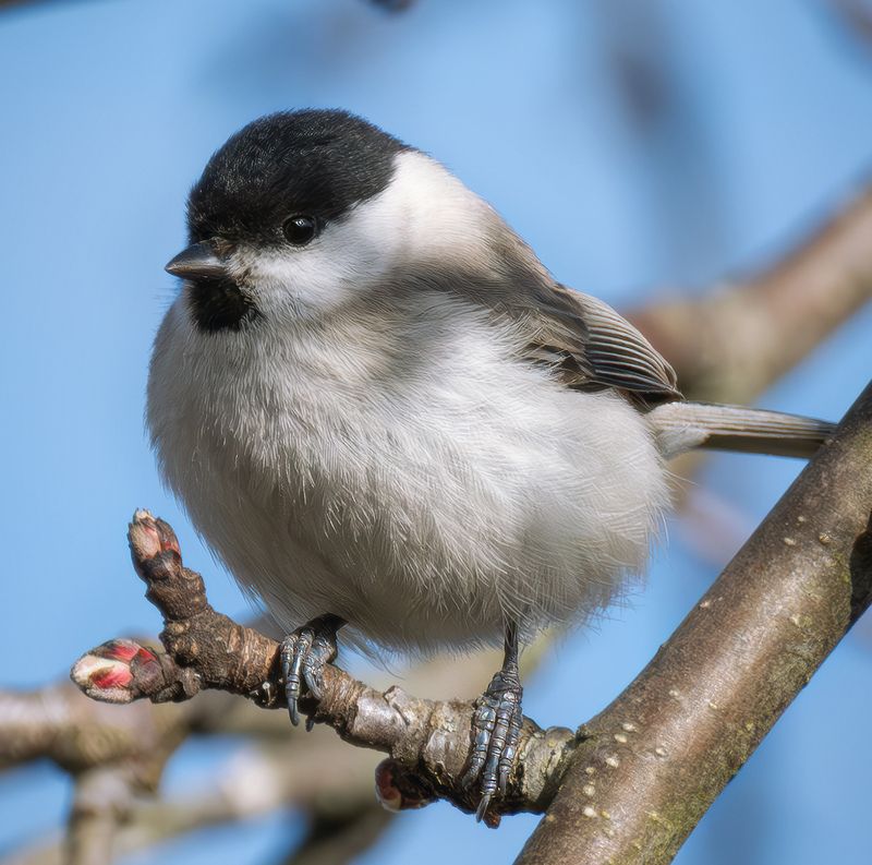 Буроголовая гаичка весна  Симпатяга!photo preview