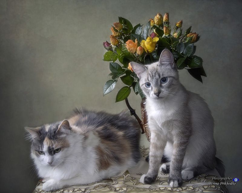 кошки, котики, котята, питомцы, октябрьские садовые розы, Охос Азулес, сибирская кошка Сладкая парочка с букетом последних розphoto preview