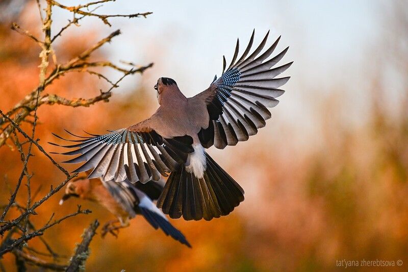 Сойкиphoto preview