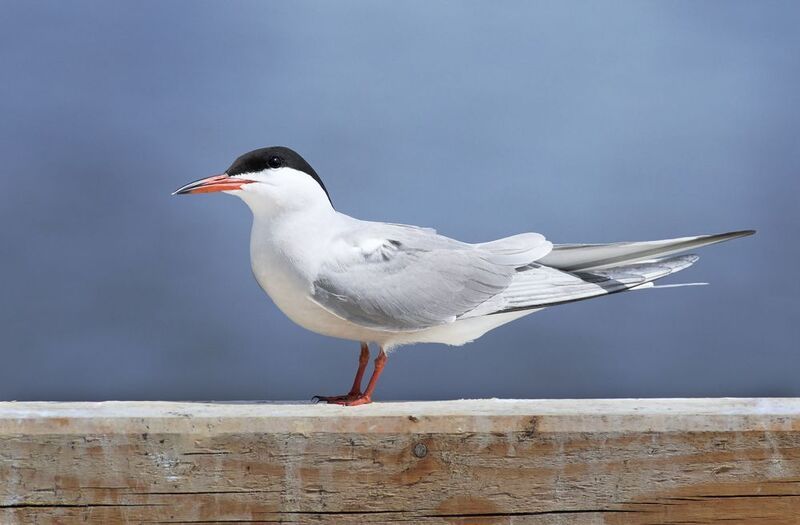 речная крачка, common tern, Sterna hirundo, птица, дикая природа, tern, водоплавающая птица, берег, река, озеро, водоём, birdwatching, wildlife, bird photography, крачка, black cap, natural habitat Речная крачка / Common Tern / Sterna hirundophoto preview