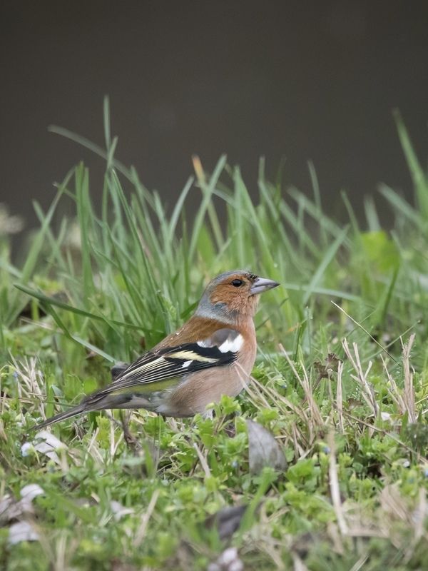 #wildlife #birds Common chaffinchphoto preview