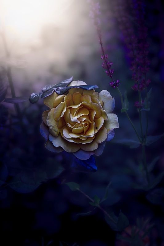 макро, macro, цветы, flower, лето, summer, роза Розаphoto preview