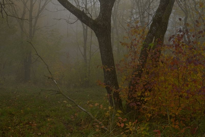 осень листва утро лес Осеньphoto preview