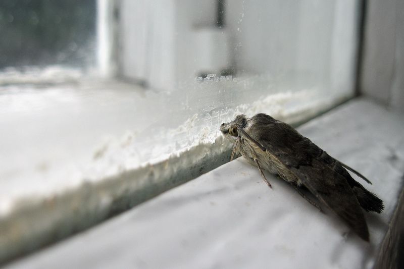 бражник, языкан обыкновенный, большехоботник звездчатый, macroglossum stellatarum Когда за окном дождьphoto preview