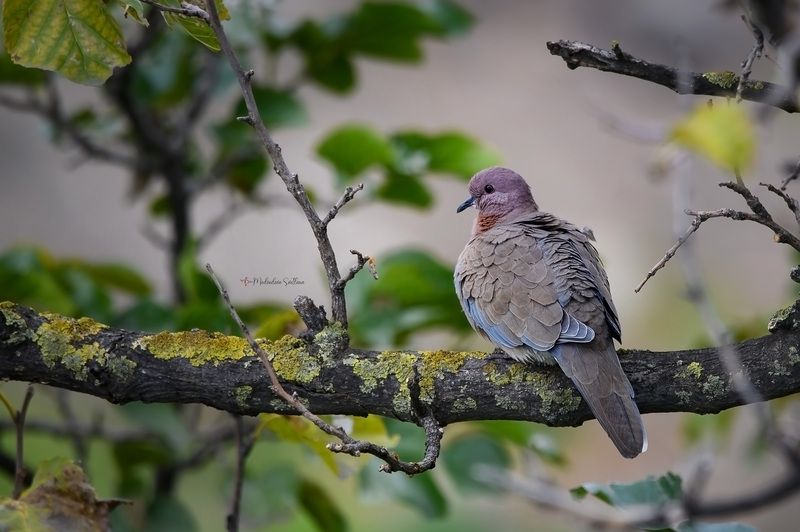 фотоохота, птица, горлица, осень, птицы, малая горлица Малая горлица.photo preview