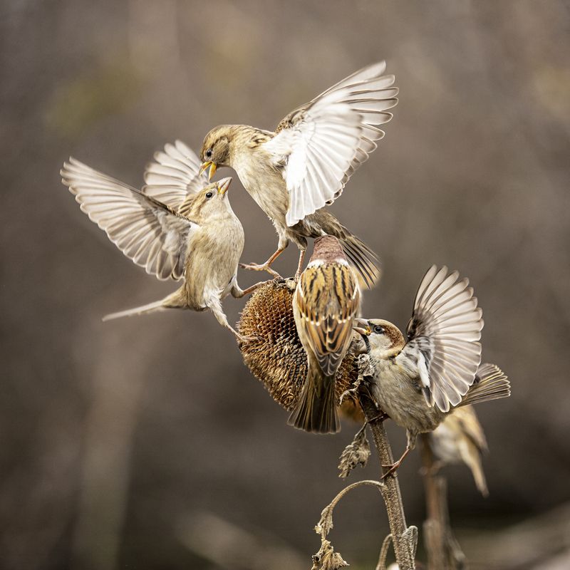 природа ***photo preview