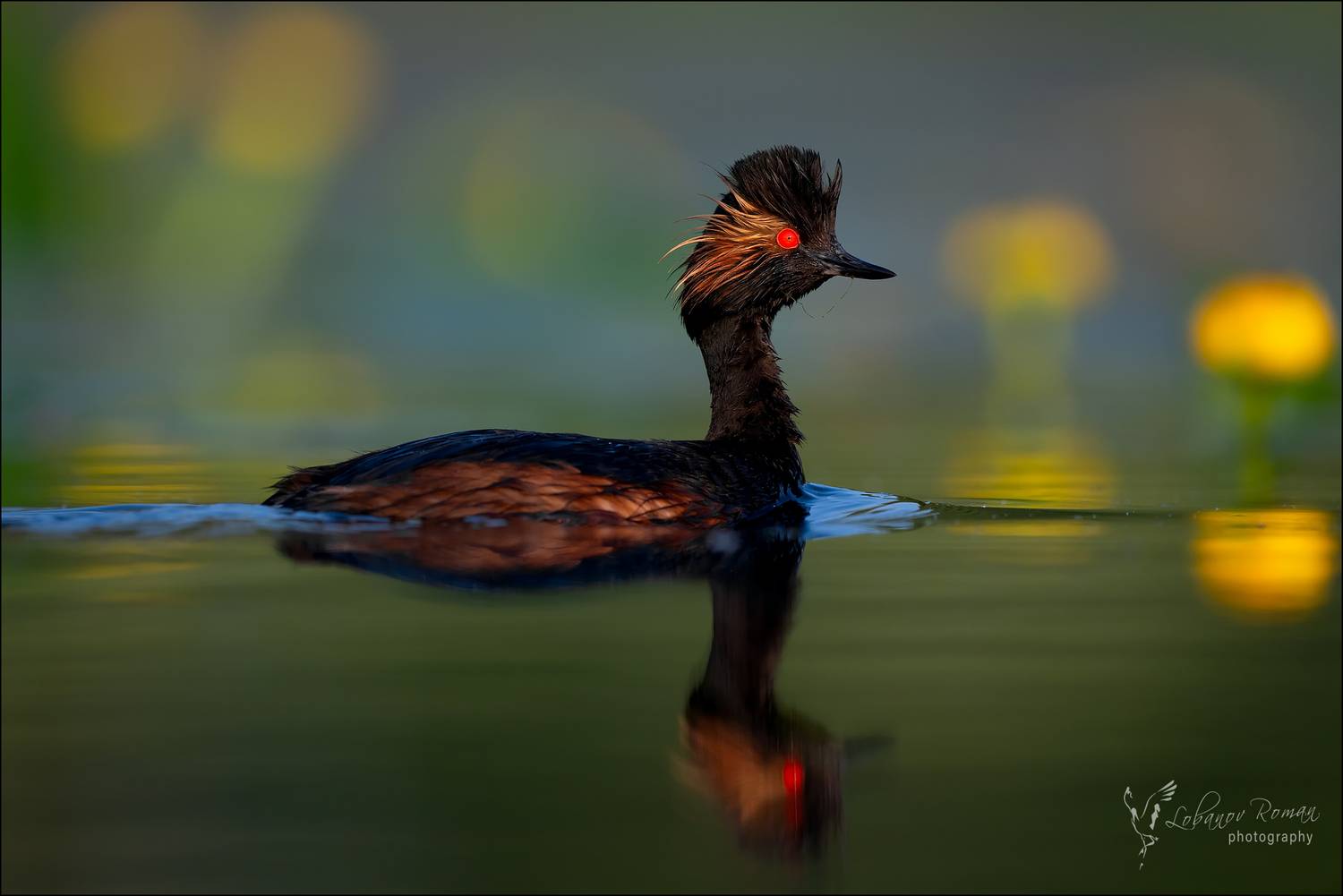 Красавица поганка. Автор: Лобанов Роман , Лобанов Роман