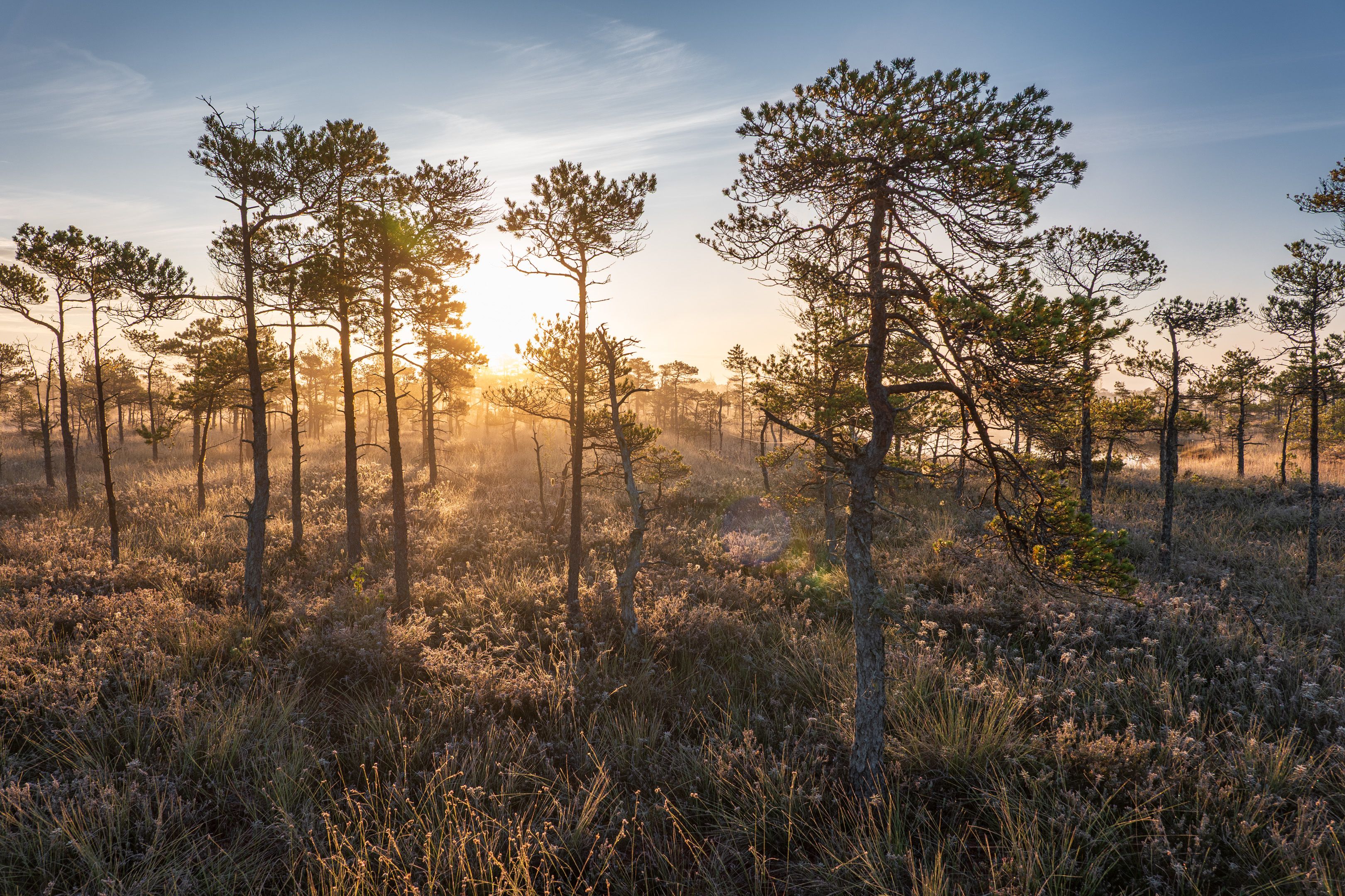 Осеннее утроphoto preview