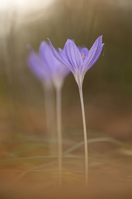 Осенние крокусыphoto preview