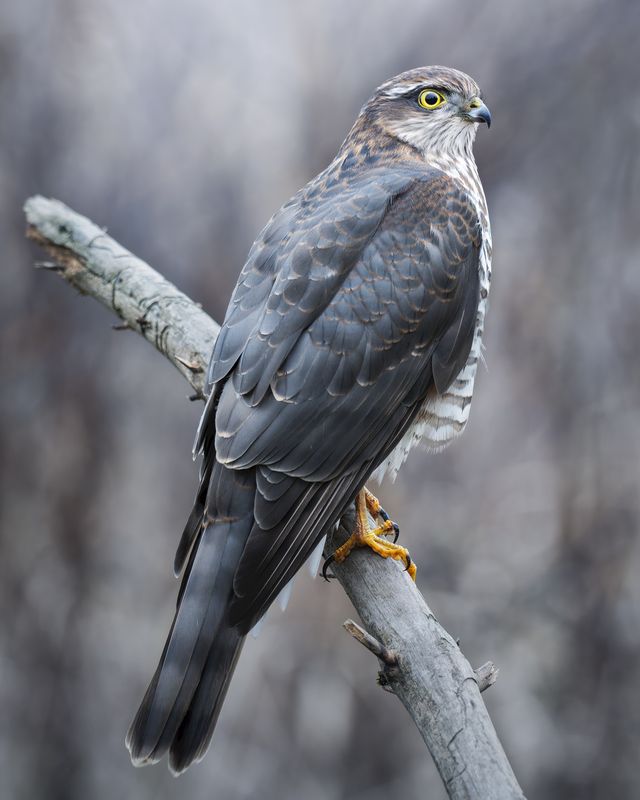 Ястреб-перепелятник (Accipiter nisus) photo preview