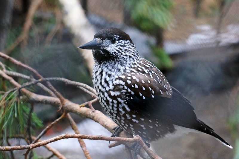птицы, кедровка, настоящие птицы, врановые, певчие воробьиные, Кедровка.photo preview