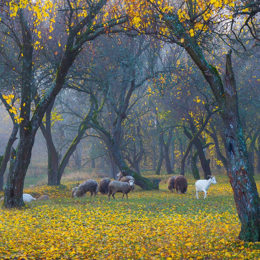 , Александр Подрез
