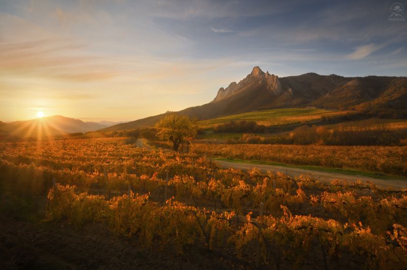 крым, осень, виноград, виноградники, судак, горы, восток, долина, фототур в крым Виноградphoto preview