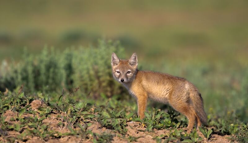 Молодой корсачок. photo preview