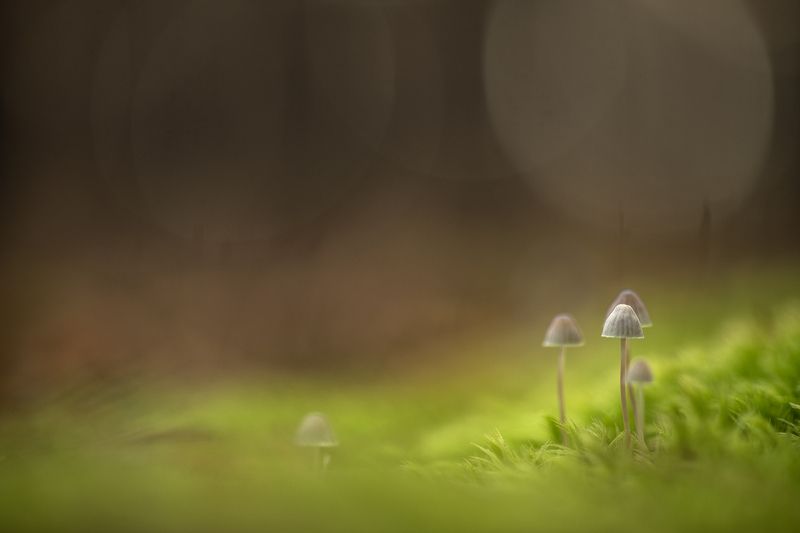 грибы, свет, россия, воронеж,  осень, nikon d850, carl zeiss makro-planar t* 100mm f/2 zf.2 Утро ноября....photo preview