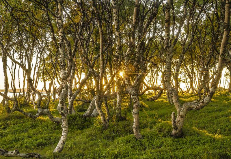 соловки, березки, вечер, солнце Танцующие березкиphoto preview