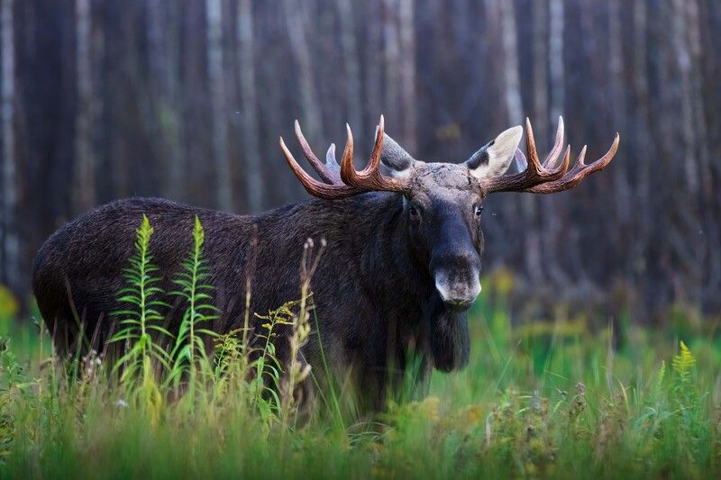 *** фото превью