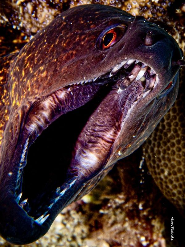 Дантисты - странные людиphoto preview