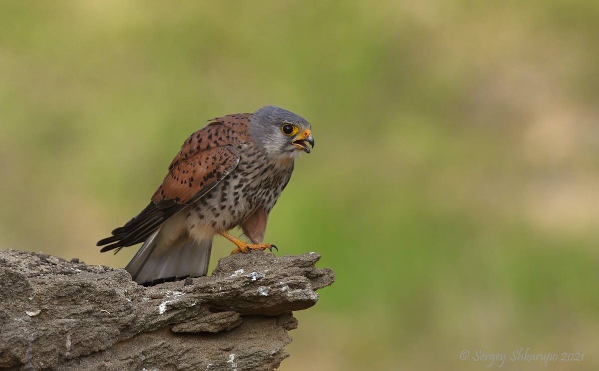 Самец обыкновенной пустельги. Автор: Сергей Шкарупо , Сергей Шкарупо