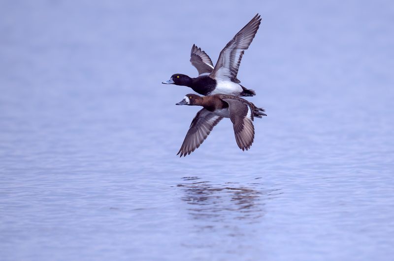 Mr. & Mrs. Lesser scaupphoto preview