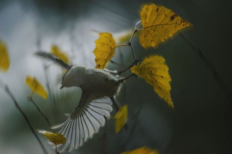 пухляк, буроголовая гаичка, willow tit, Poecile montanus, птица, дикая природа, лесная птица, bird, wild bird, tit, синица, small bird, brown cap, птицы России, birdwatching, nature, wildlife photography, close‑up bird Пухляк / Willow Tit / Poecile montanusphoto preview