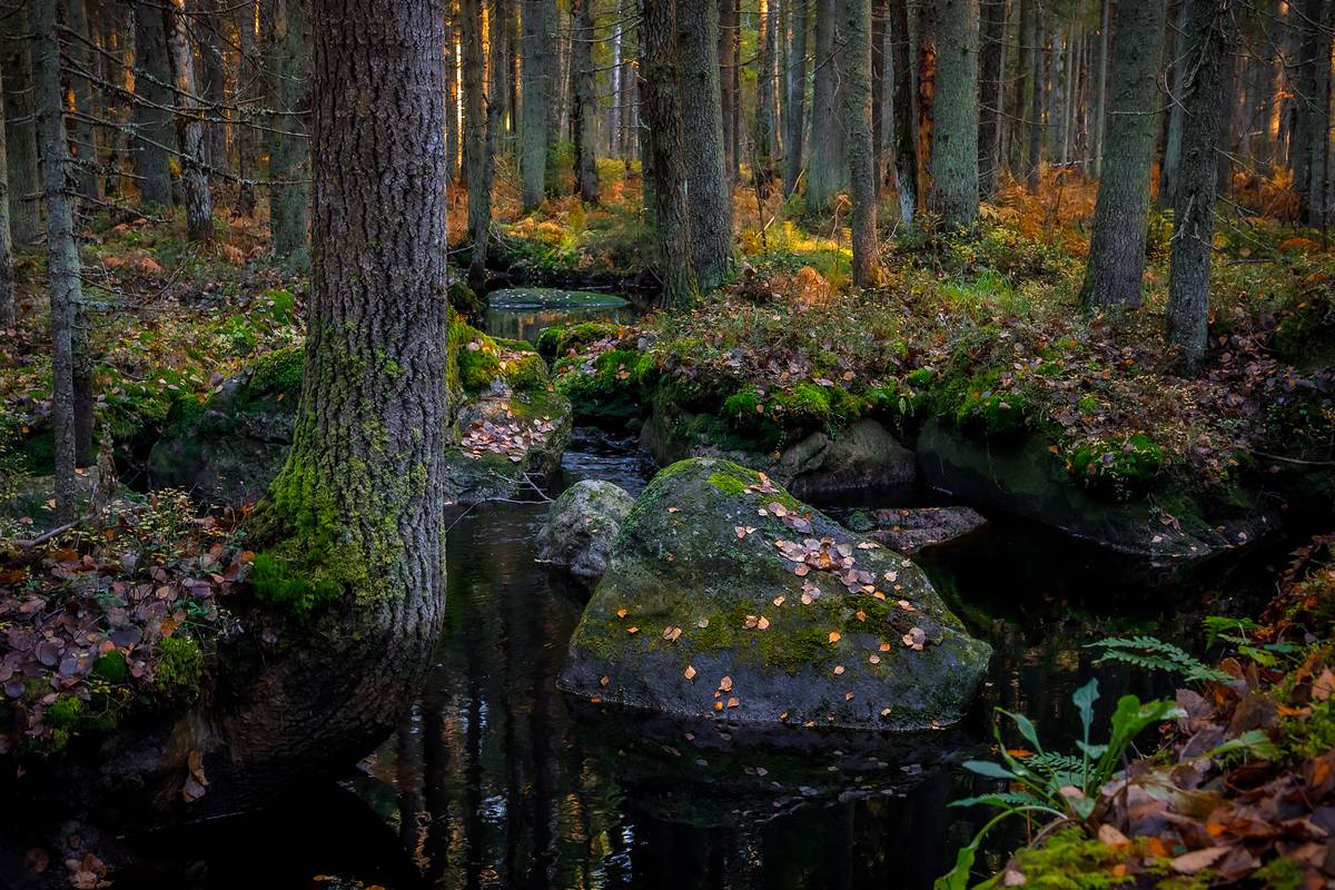 осень, золотая осень, карелия, ладога, северное приладожье, сортавала, питкяранта, русский север,северная природа, северный пейзаж, пейзажи карелии, фототуры по карелии, фототуры по ладоге, Уютнов Кирилл