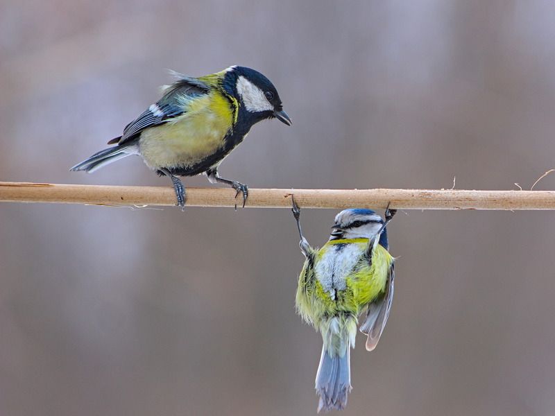 parus caeruleus, лазоревка, большая синица, parus major, Смотри как могуphoto preview