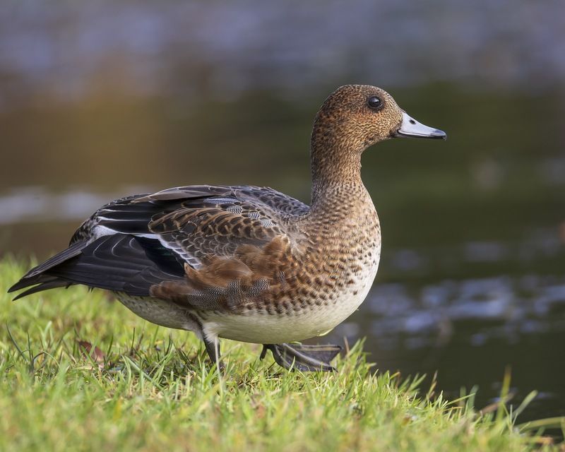 утка, свиязь, птицы Свиязьphoto preview