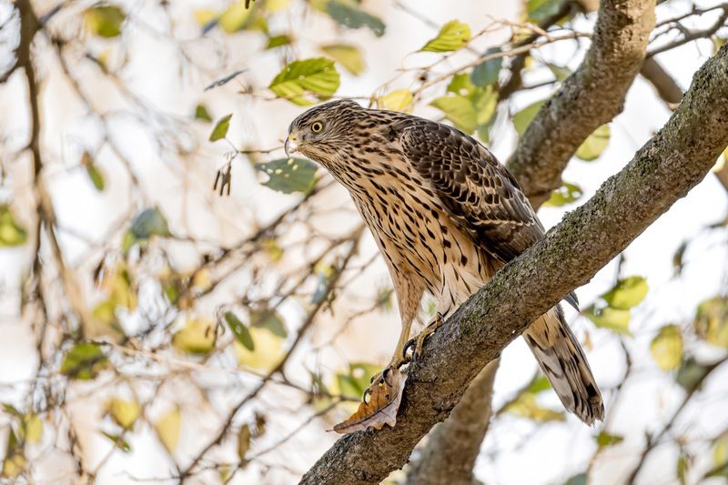 ястреб тетеревятник, ястреб, тетеревятник, птицы, ястреб-тетеревятник, хищники, хищная птица. hawk, birds, goshawk Тетеревятникphoto preview