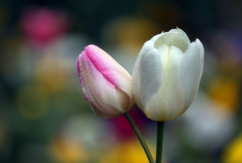 тюльпаныphoto preview