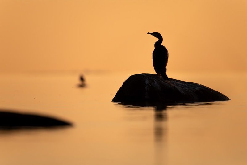 баклан, балтика, финский залив, птицы Вечерний минимализмphoto preview