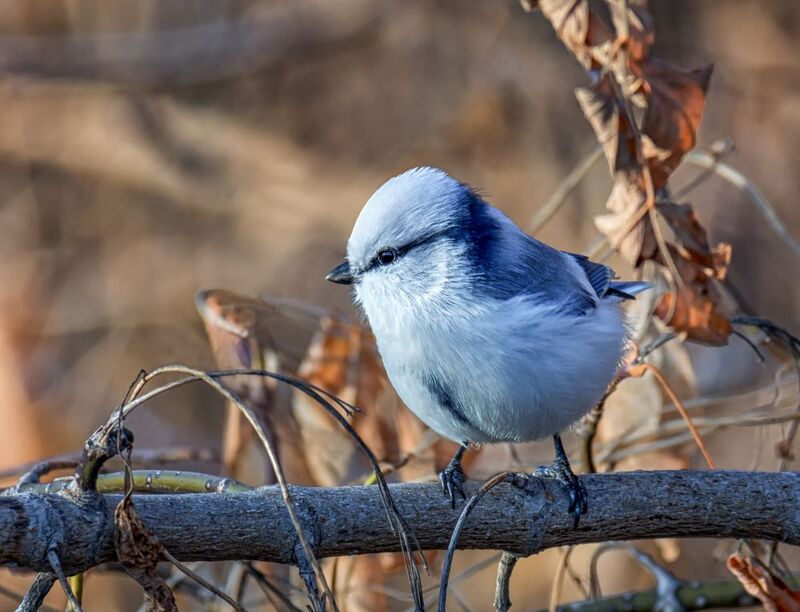 птица, князёк, белая лазоревка, Князёк. (2 фото)photo preview
