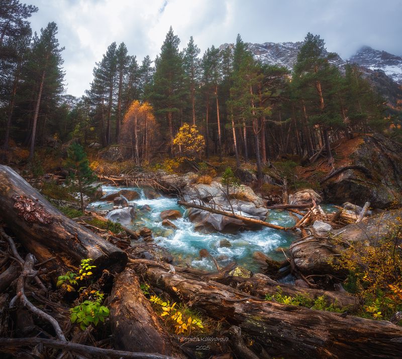 сосны, кчр, золотая осень photo preview