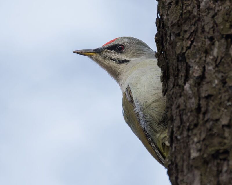 Седой дятелphoto preview