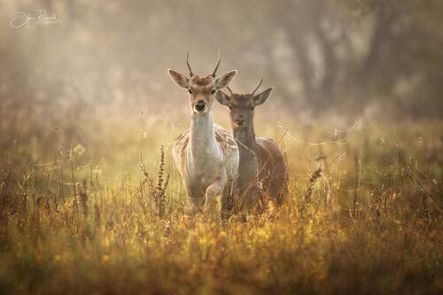 Навстречу новому дню